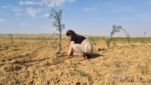 Plant an olive tree