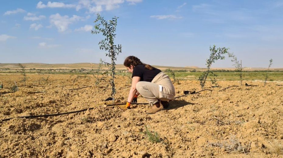 Help Secure the Future of the Jewish State Plant an olive tree