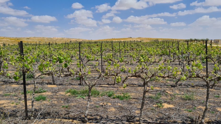 In the Desert the Nation is Put to the Test Israel Today vineyard