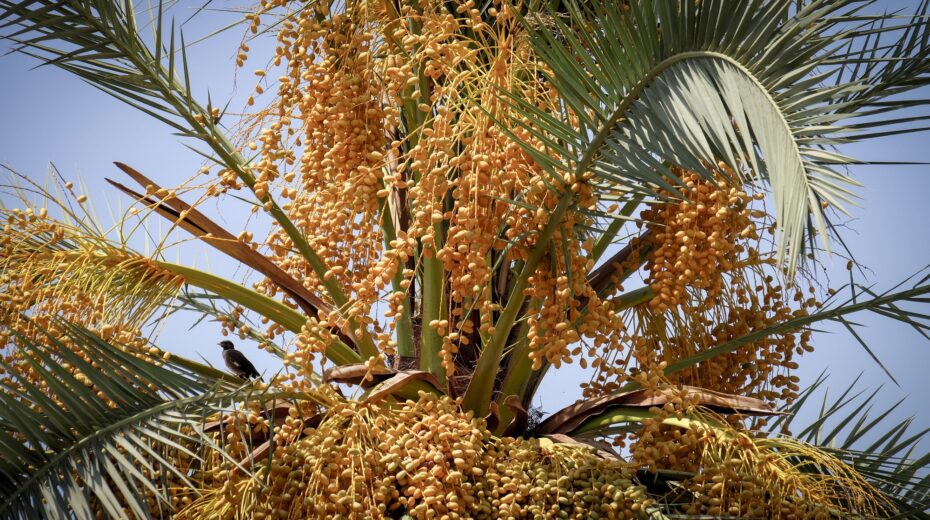 Methuselah’s Edible Offspring Ancient agriculture brings back the foods of the past.