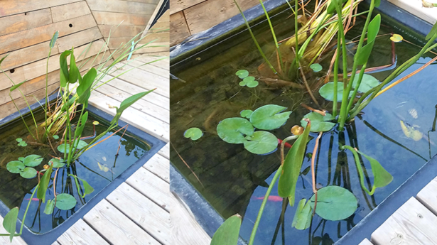 Make Jerusalem Green