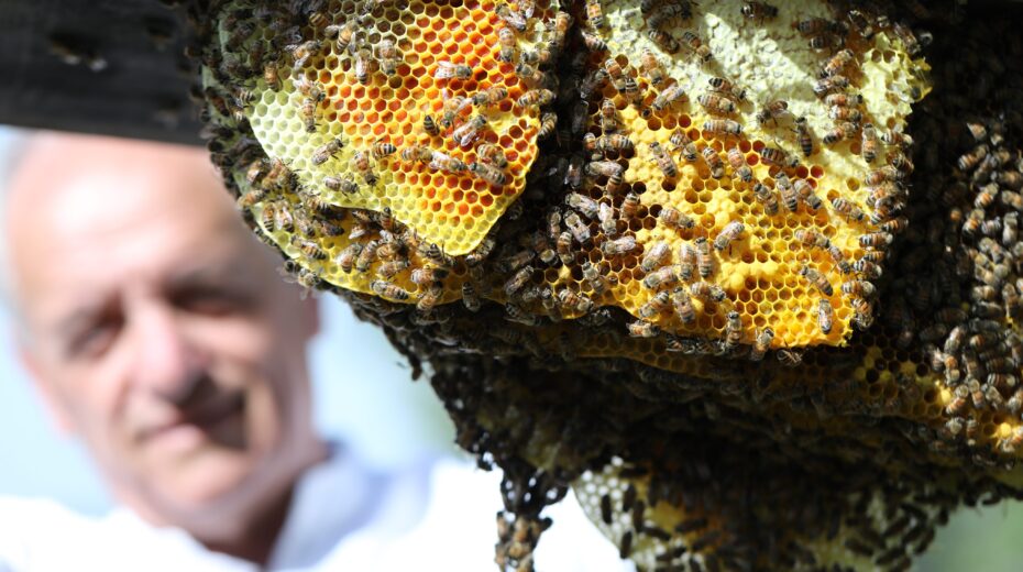 Free Bees: An Israeli Innovation to Save Our Planet