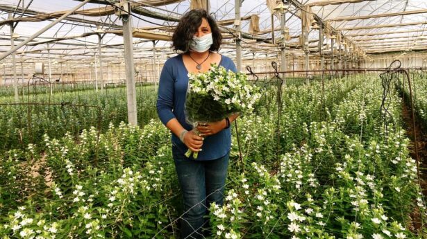 Flowers from Israel are in high demand in Europe