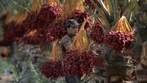 Harvesting dates on the kibbutz