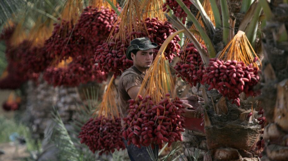 Harvesting dates on the kibbutz