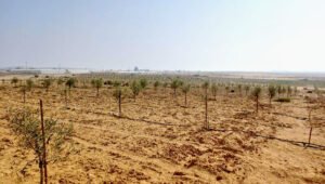 Your Olive Grove is Growing and Thriving