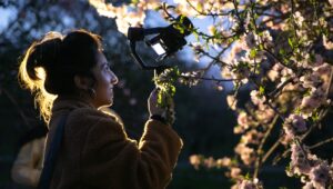 Almond tree blooms in Israel