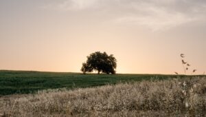 Trees play an important role in the Bible