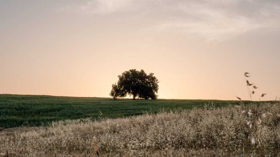 Trees play an important role in the Bible