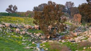 Golan Heights in Spring