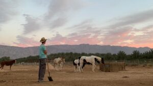 Israel's Kibbutz Movement relies on foreign volunteers.