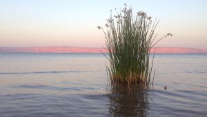 The Sea of Galilee has never been so full, or so lonely.