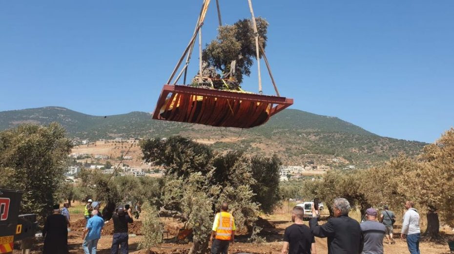 Olive Trees From the Time of Jesus Moved