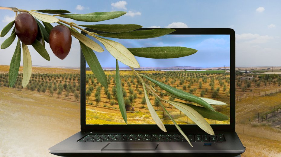 Plant an Olive Tree, Bless Israel, and Get Israel Today!