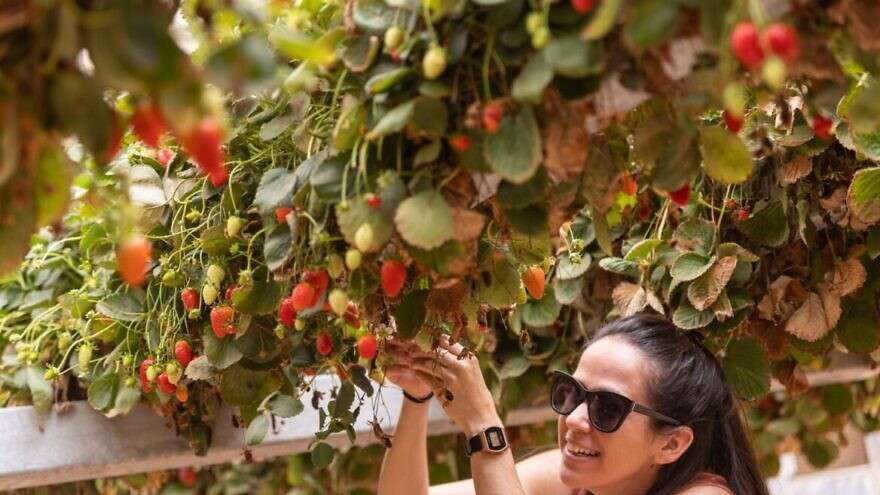 Turning an Arid Desert Into an Unexpected Breadbasket