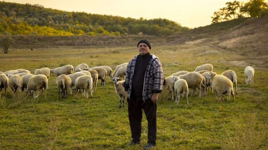 Jewish Shepherd Attacked by Arab Mob in Biblical Heartland