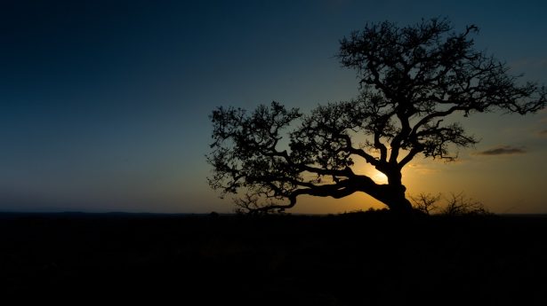 Ein einsamer Feigenbaum gibt Schatten und leckere Früchte.