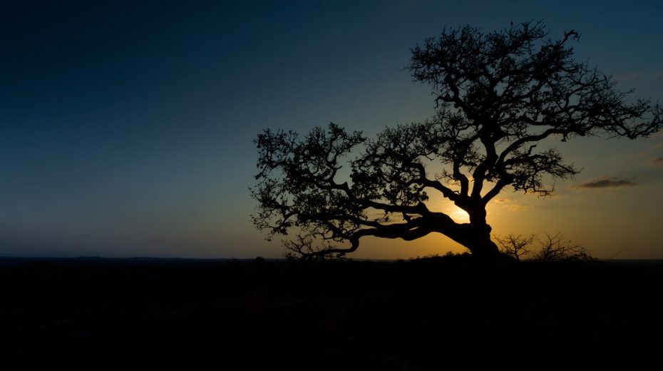 Ein einsamer Feigenbaum gibt Schatten und leckere Früchte.