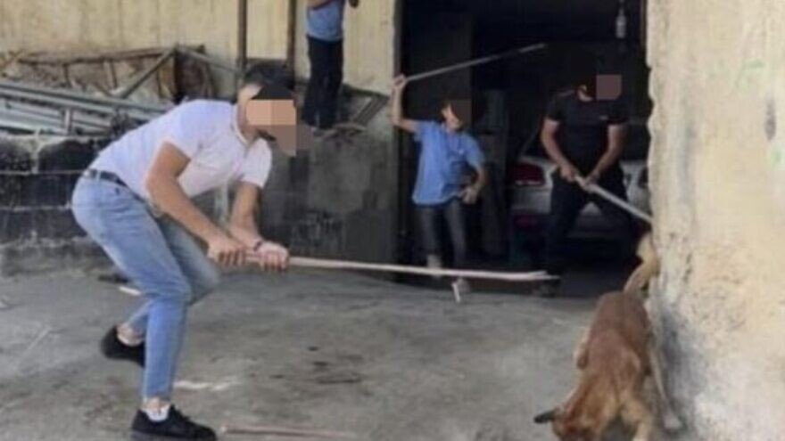 Der Bürgermeister von Hebron bot 20 Shekel für jeden getöteten streunenden Hund.