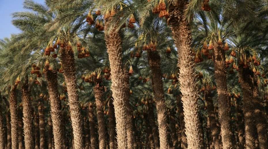Israeli date palms not only produce the very best dates in the world, they produce enough to feed the world!
