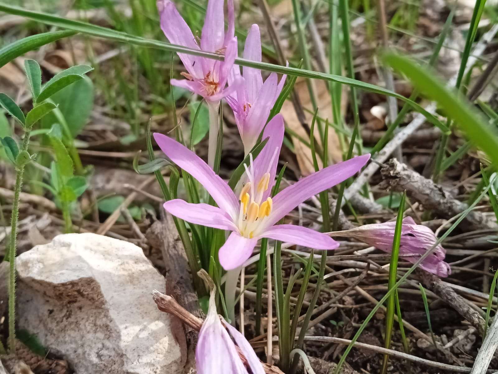 Viele Kinder in der Region machen sich, wenn die ersten Laubblätter fallen, auf in die Natur und suchen nach dieser Pflanze. Sie kündigt den Winter an.