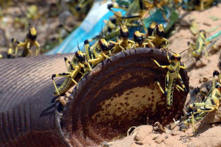 Tausende von Grashüpfern in der Nähe von Ramat Negev