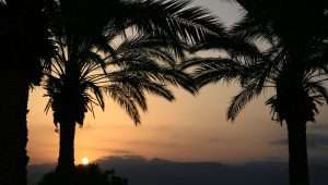 Dattelpalmen. Date palm trees in the biblical desert of southern Israel.
