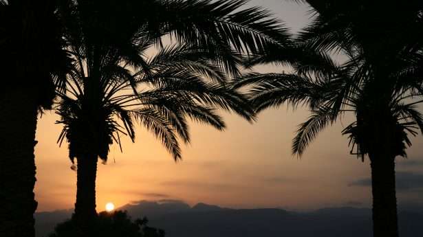 Dattelpalmen. Date palm trees in the biblical desert of southern Israel.