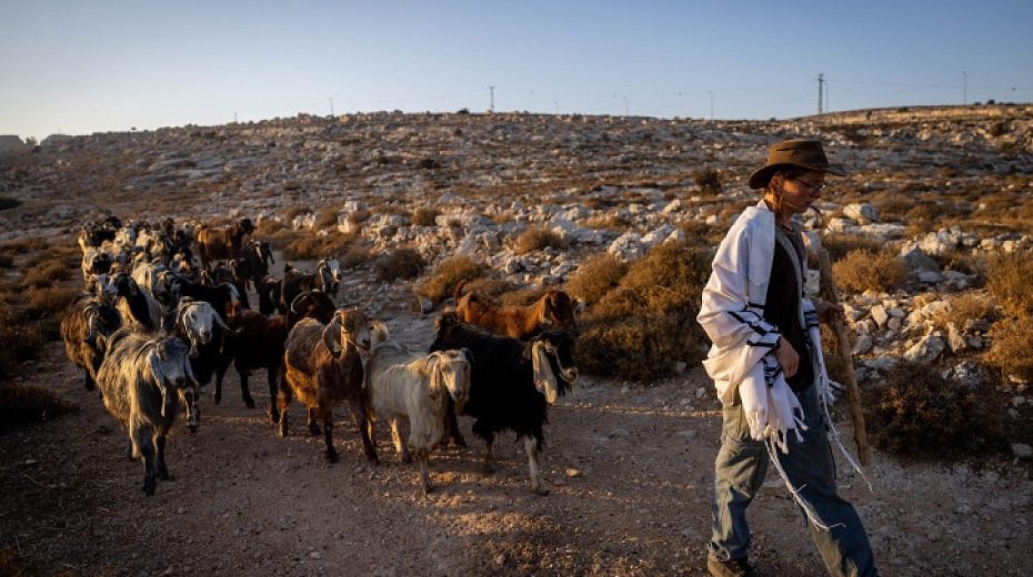 Jewish shepherds attacked in Binyamin region A Jewish shepherd herds sheep near his community in Judea and Samaria, Aug. 20, 2023. Photo by Chaim Goldberg/Flash90.