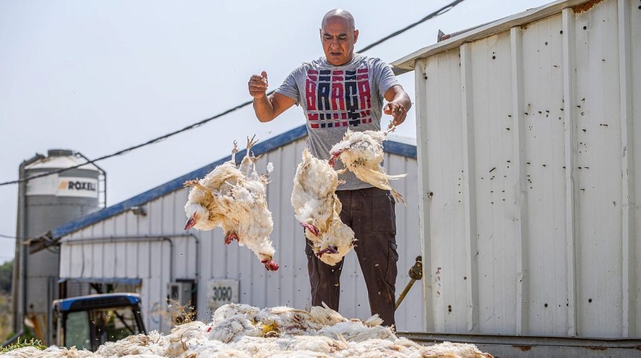 Israel broils, breaks record for electricity use Kobi Sarmili removes chickens that died during the heat wave at a farm in Moshav Margaliot, northern Israel, Aug. 14, 2023. Photo by Ayal Margolin/Flash90.