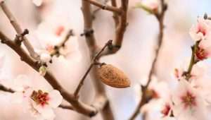 The almond tree blooms on this holiday. Photo by Mendy Hechtman/Flash90