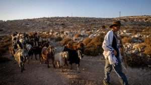 A Jewish resident of Judea and Samaria herds sheep near his community, Aug. 20, 2023. Photo by Chaim Goldberg/Flash90.