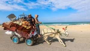 Palestinians fleeing from the fighting parts of Khan Yunis to the Al Mawasi area in the southern Gaza Strip, January 25, 2024. Photo by Atia Mohammed/Flash90