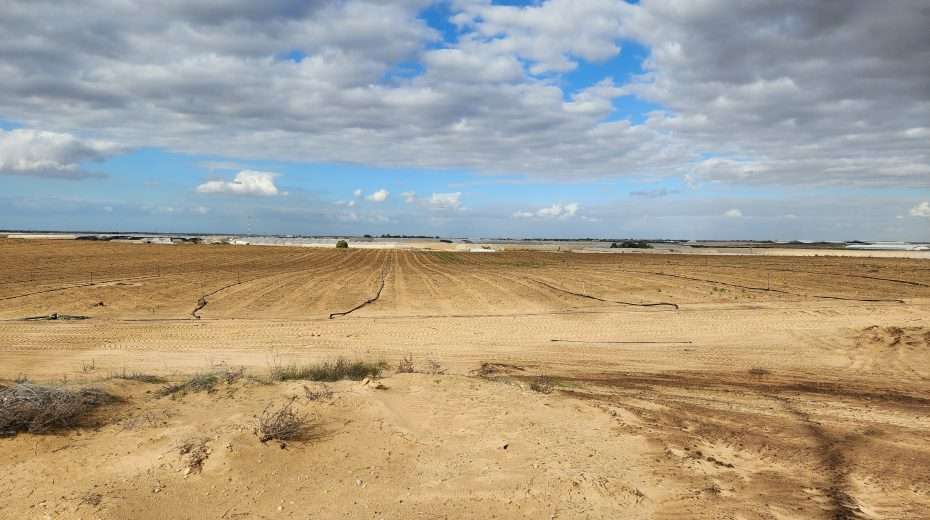 This desert provides Israel with food. Photo: Michael Selutin