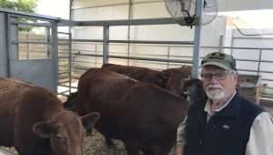 Indiana farmer Larry Borntrager tends to the red heifers in Shiloh, Samaria, on May 18, 2024. Credit: Courtesy.