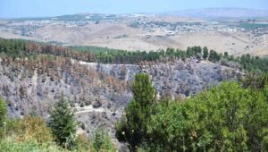 A charred section of the Biriya Forest in northern Israel as a result of projectiles launched by Hezbollah in Southern Lebanon, July 2024. Credit: Michael Huri/KKL-JNF.