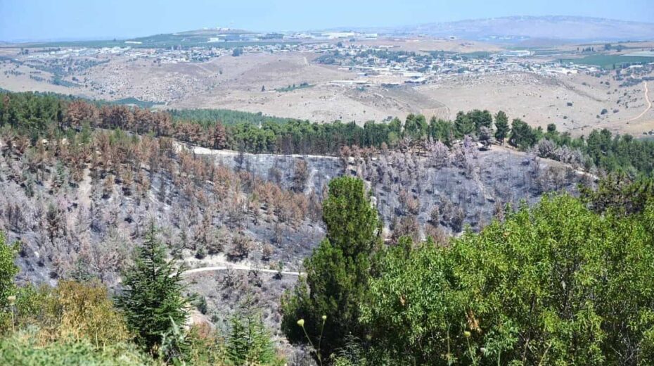 A charred section of the Biriya Forest in northern Israel as a result of projectiles launched by Hezbollah in Southern Lebanon, July 2024. Credit: Michael Huri/KKL-JNF.