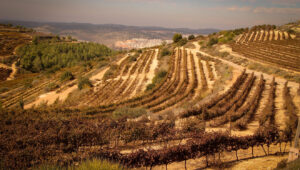 Vineyards outside the Jewish town of Alon Shvut in Gush Etzion, Judea, Nov. 24, 2020. Photo by Gershon Elinson/Flash90.