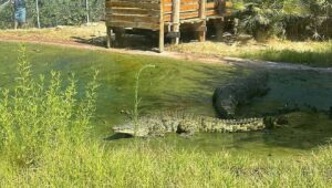Crocodiles at the Biblical Zoo in Jerusalem, Aug. 18, 2024. Credit: Israel Police.