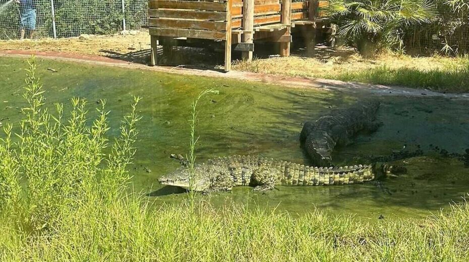 Crocodiles at the Biblical Zoo in Jerusalem, Aug. 18, 2024. Credit: Israel Police.