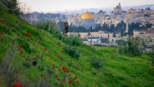 An anemone field with the Temple Mount and Jerusalem's Old City in the background as it seen from Emek Tzurim National Park on Feb. 17, 2024. Credit: Yossi Zamir/Flash90.