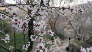 The almond tree is in full blossom in this time of year. Photo: Flash90