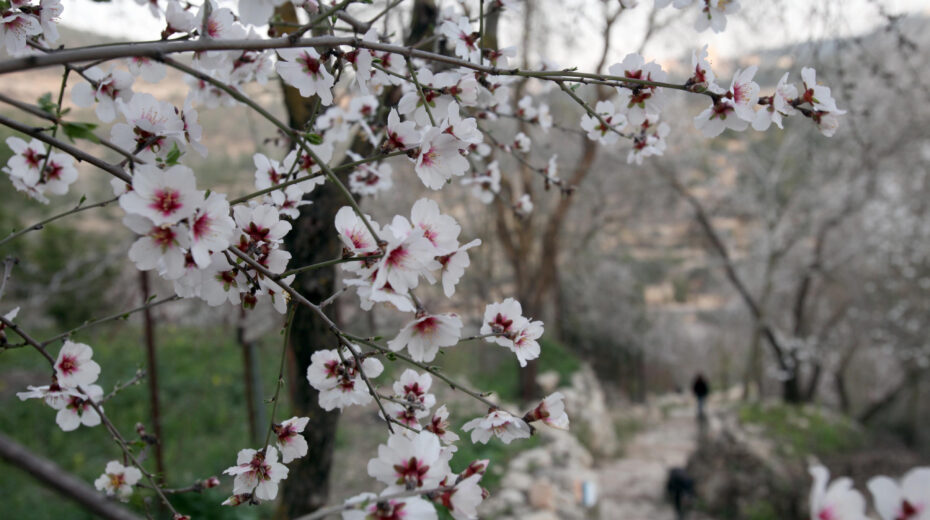 The almond tree is in full blossom in this time of year. Photo: Flash90
