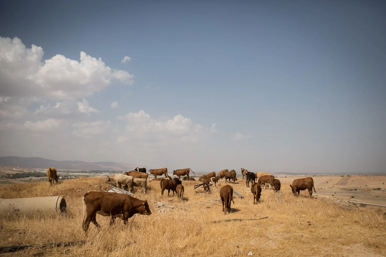 Cows graze in the Jewish community of Shadmot Mehola in the Jordan Valley, Oct. 8, 2017. Photo by Hadas Parush/Flash90.