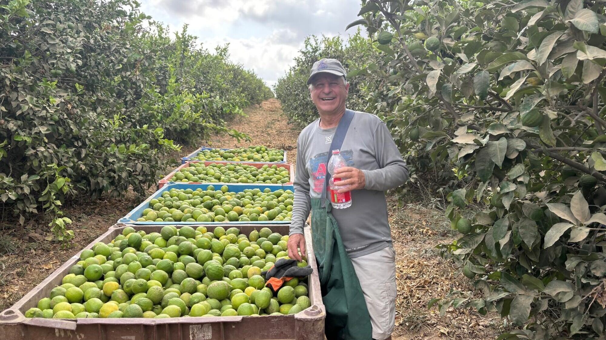 Volunteer Robert Freibaum picks lemons in the south, October 2025. Credit: Robert Freibaum.