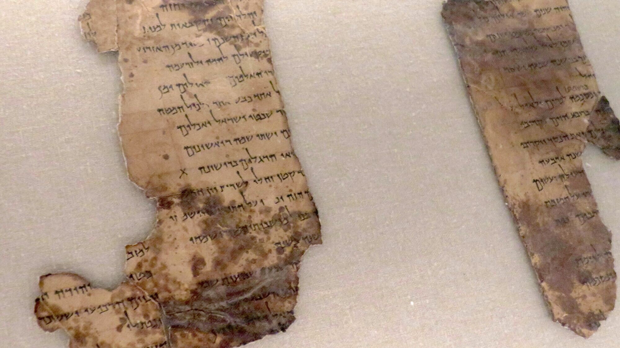 Temple scroll fragment from the Dead Sea Scrolls, collection of the Israel Antiquities Authority, on view in a Dead Sea Scrolls exhibit at the Museum of the Bible in Washington, D.C., on Nov. 21, 2025. Photo by Menachem Wecker.