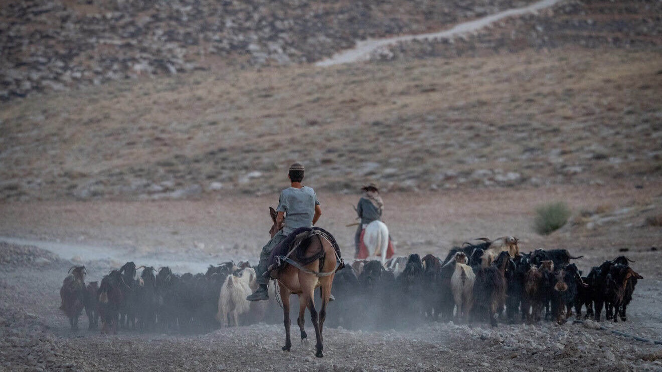 Jewish shepherds herd their sheep near an outpost in Judea and Samaria on June 29, 2025. Photo by Chaim Goldberg/Flash90.