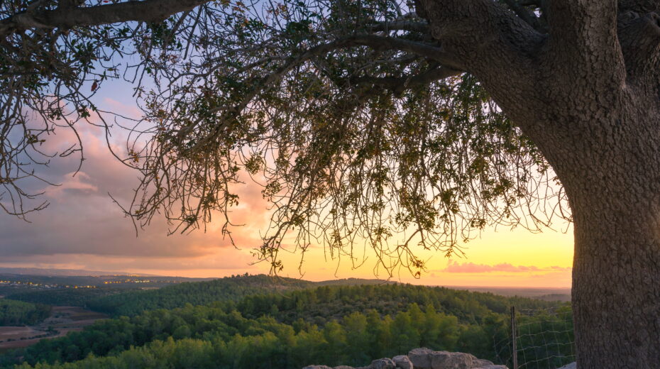 View from Tel Azekah over the forest of Britannia Park with a terebinth tree in the foreground. Photo: Adobe Stock