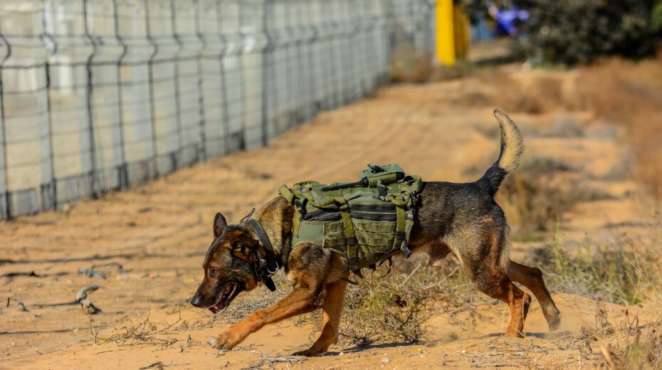 Soldiers from the IDF’s Oketz canine unit patrol in Kerem Shalom on the Gaza-Israel-Egypt border. Photo by Michael Giladi/Flash90.