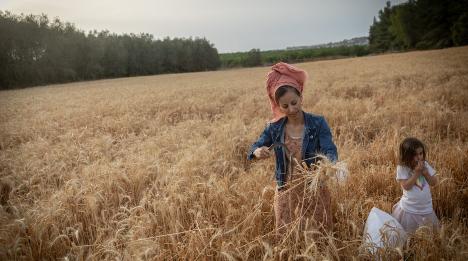 Ultra-Orthodox Jews are observing an ancient biblical commandment and harvesting wheat in a field near Modi'in on May 18, 2025. Photo: Chaim Goldberg/Flash90